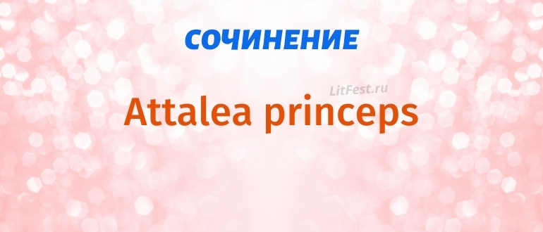 Attalea princeps – анализ и сочинения по сказке